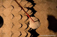 Stachelwalzenbrecher