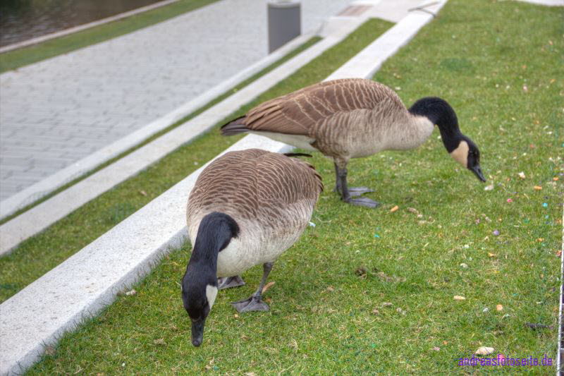 D�sseldorf 009_Enhancer