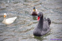 D�sseldorf 038_Enhancer