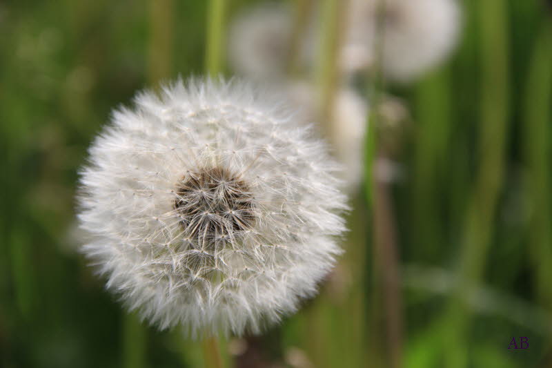 Pusteblume