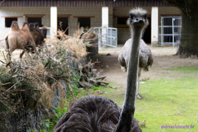 Schlo� Herzberg (15)