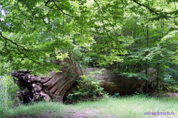 Schlo� Herzberg (8)